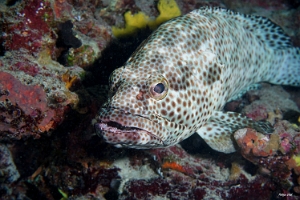 Maldives 2021 - Merou a quatre selles - Foursaddle grouper - Epinephelus spilotoceps - DSC00488_rc